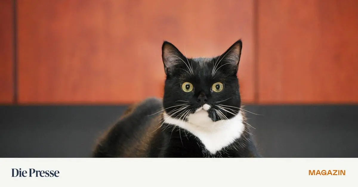 M-use-schmecken-so-lala-premium-