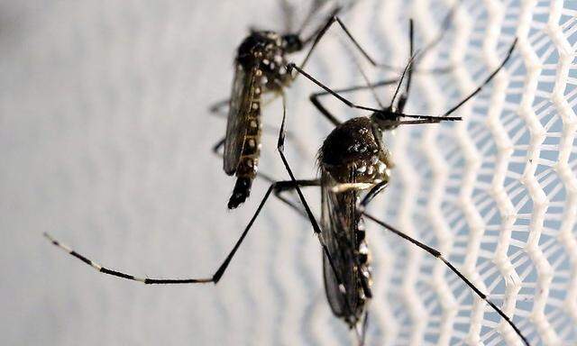 Die Moskitoart Aedes aegypti ist in New York noch nicht aufgetaucht und ist in Brasilien gerade wenig aktiv.