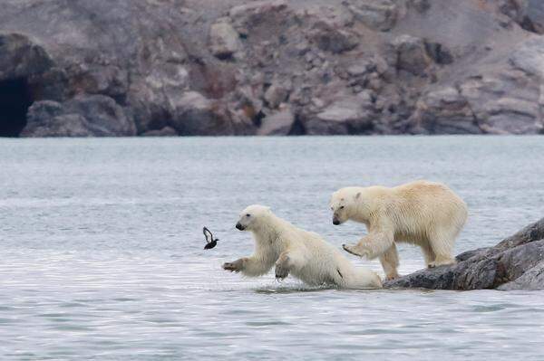Die Französin Brigitte-Alcalay Marcon hat Polarbären im norwegischen Spitzbergen abgelichtet. Die Mutter stößt das zögerliche Junge auf dem Bild „Ready, steady, go“ ins Wasser. 