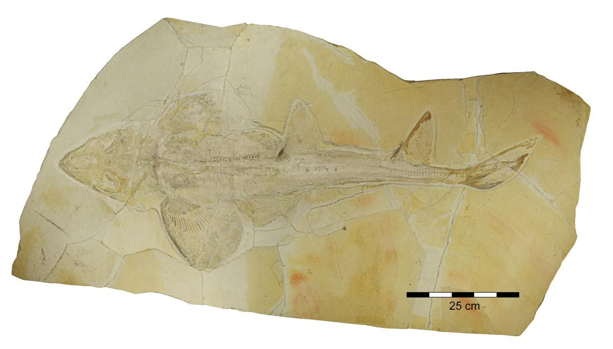 Fossil des spätjurassischen Hais Protospinax annectans aus Solnhofen und Eichstätt, Deutschland.