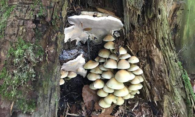 Baumschwammerln zersetzen abgestorbenes Holz nicht allein: Viele Bakterien helfen ihnen dabei.