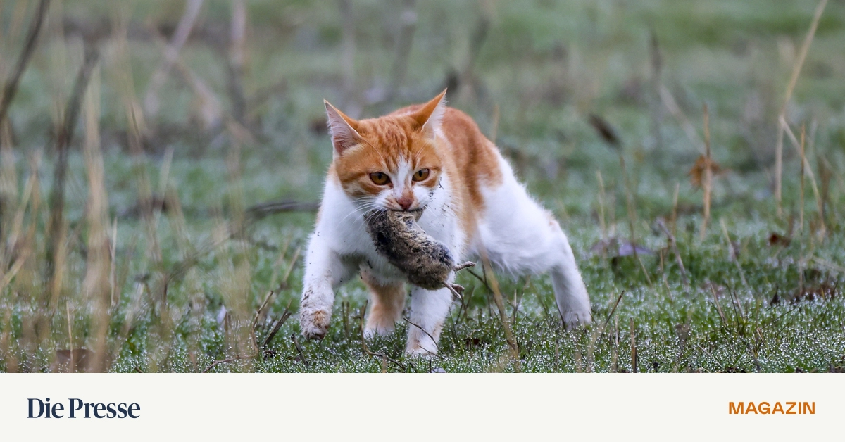 Welche-Viren-schleppt-die-Katze-mit-der-Beute-an-Herr-Krammer-premium-