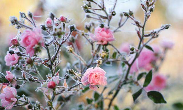 Der Garten (im Bild: Röschen im Raureif) rastet zwar auch im Winter nicht, sollte aber dennoch in Ruhe gelassen werden.