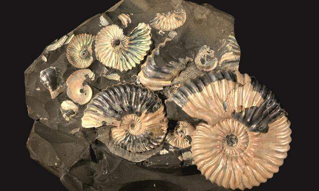 Auch etliche Arten von Ammoniten - Kopffüßer, die einst sehr häufig waren - überlebten das "Carnian Pluvian Event" nicht.