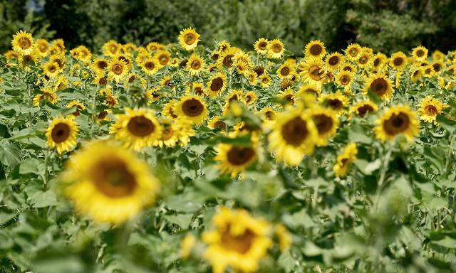 Sonnenblumen- und Rapsöl sind in Österreich die wichtigste Basis. 