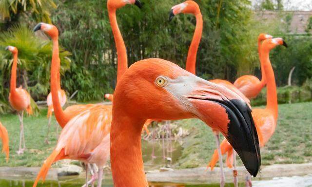 Rote Flamingos, hier auf einem vom Tiergarten Schönbrunn im März 2022 veröffentlichten Bild, wurden offenbar von einem Fuchs gerissen.
