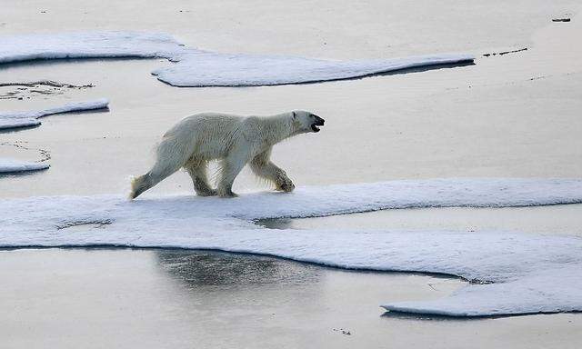 Ein Arktisanrainer sucht seinen Weg
