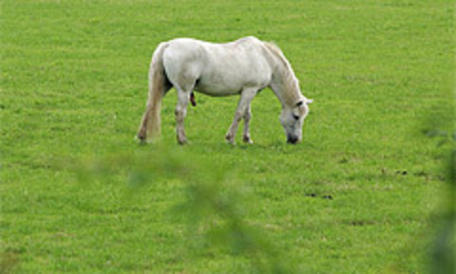 Grün, grün, grün. Und vor allem Platz genug um Häuser zu bauen.