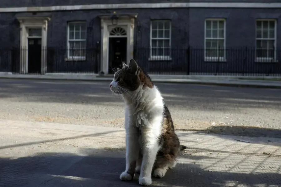 <strong>12. Mai.</strong> Immer ein beliebtes Fotomotiv, wenn in Großbritannien die Regierung in der Krise ist: Kater Larry sieht das gelassen, er bleibt schließlich jedenfalls Bewohner der Downing Street Nummer 10 in London.
