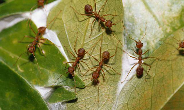 Die Ameisen sind das Vorbild: Jedes Tier hat nur die Infos aus dem engen Umfeld. 