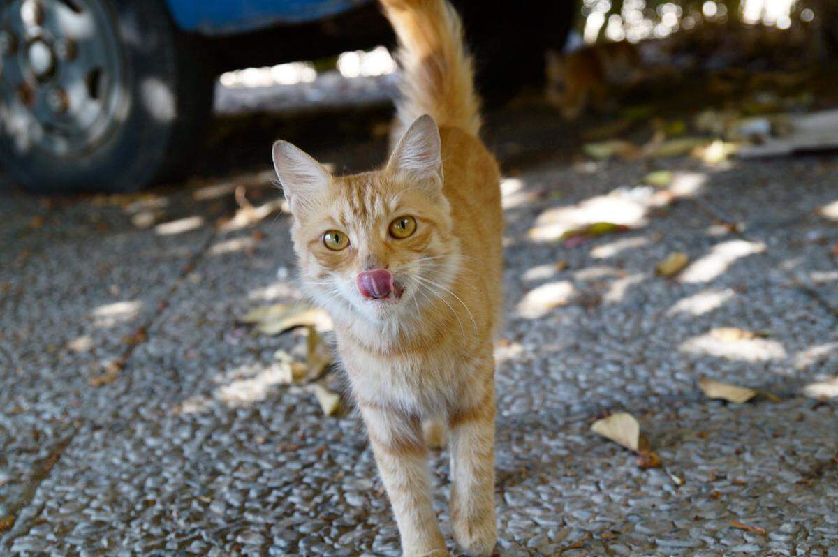 In Akaba, der größten Stadt im gleichnamigen Golf, werden auch die Katzen gefüttert.
