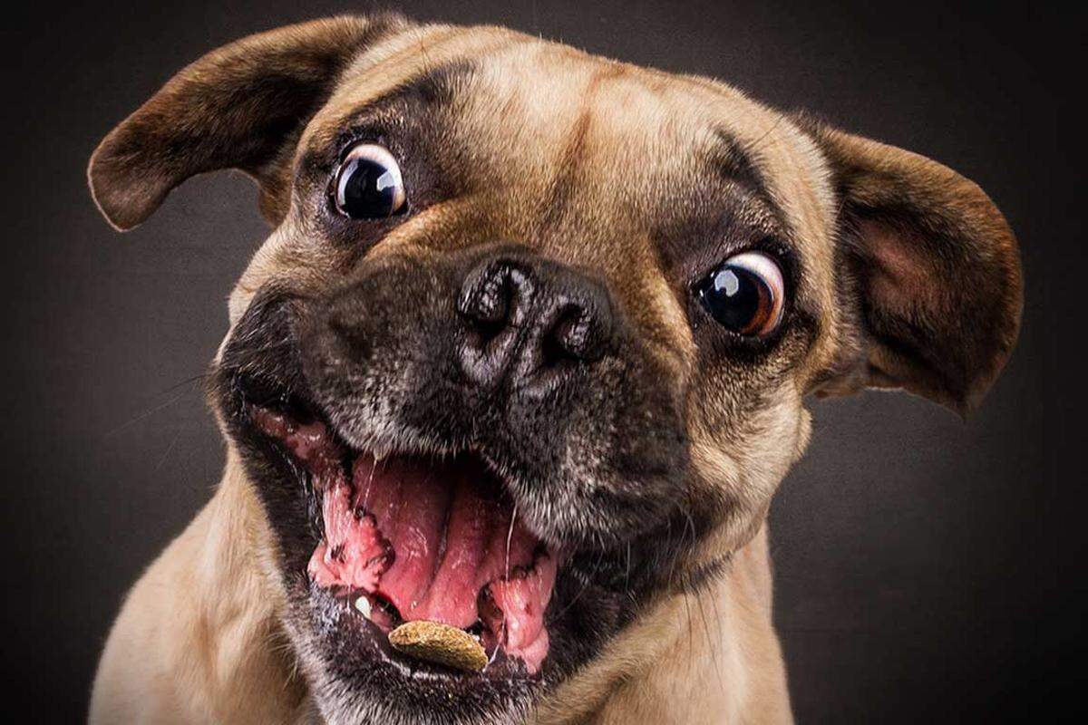 Seit Ende September gibt es die Bilder der Hunde mit Leckerli-Verlangen auch in Buchform zu bestaunen. Der Bildband "Schnappschüsse" und der gleichnamige Kalender lassen sich unter anderem auf der Website des Fotografen Christian Vieler bestellen.