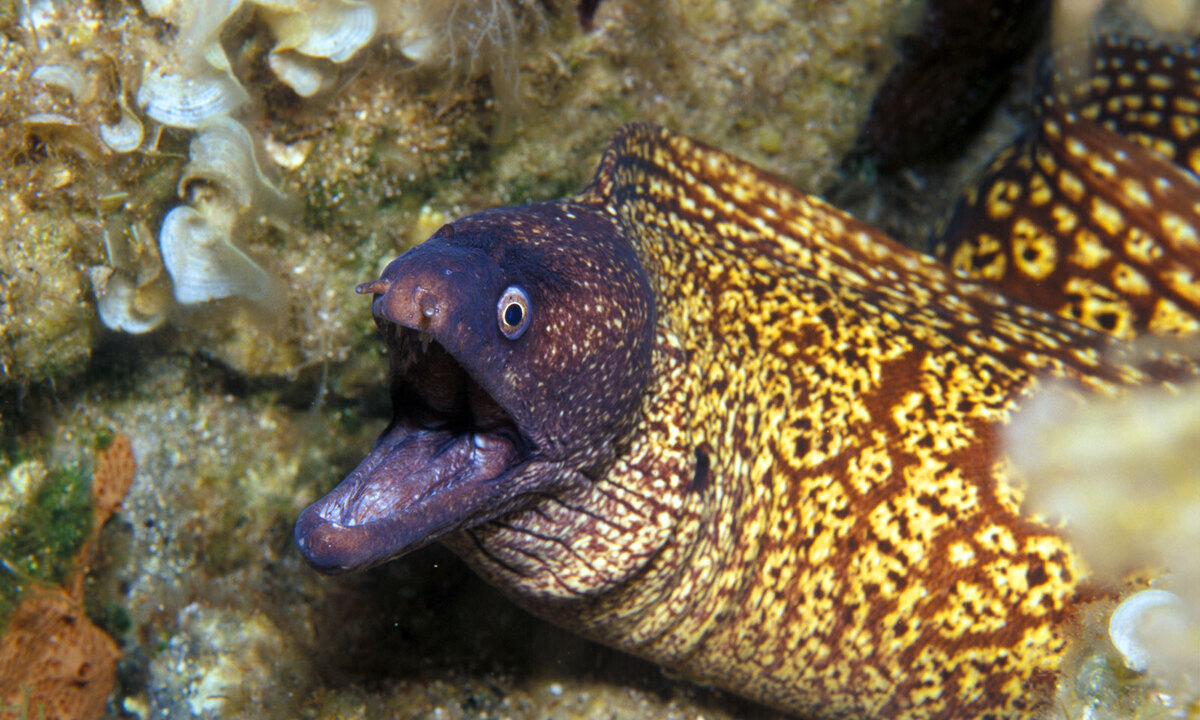 Finger weg, Muräne voraus