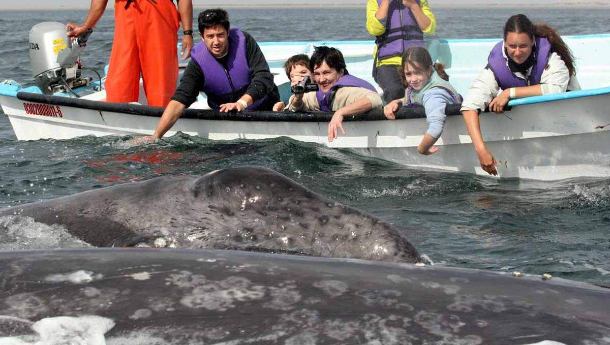 Die San Ignacio Lagoon in Baja California an der Pazifikküste Mexikos ist eine Brutstätte für Grauwale. Sie werden gerne von den Touristen gekratzt und gekitzelt.
