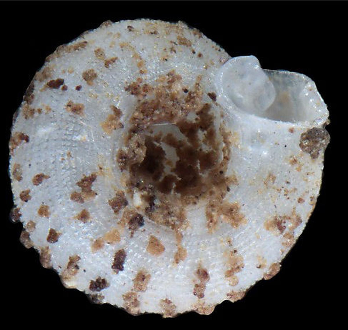 Auch die "Mistsammler"-Schnecke fasziniert die Zoologen.