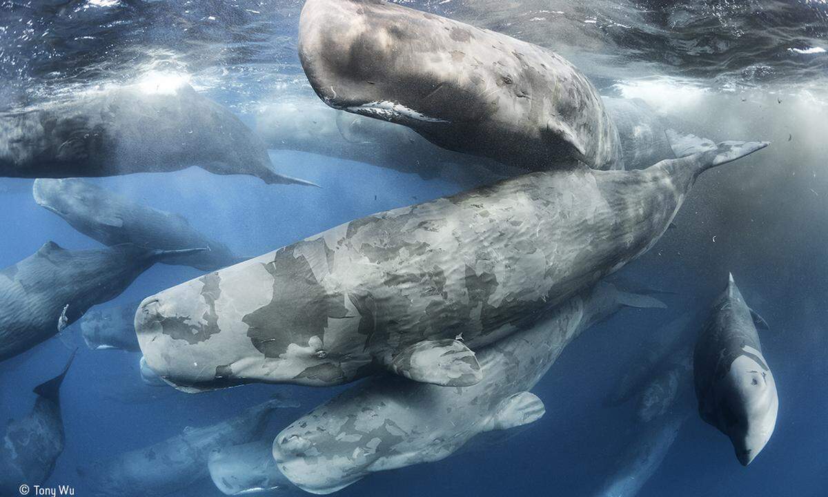 17 Jahre lang schon studiert der US-Amerikaner Tony Wu Pottwale. Zusammenkünfte wie diese, in denen sich die Wale aneinanderreiben, sind rar, denn in der zweiten Hälfte des 20. Jahrhunderts wurde die Walpopulation stark dezimiert. Dass sich die Wale in einem Schwarm trafen, könnte ein Zeichen sein, dass sich die Populationen wieder erholen, meint Wu. Er gewann den Preis in der Kategorie "Verhalten: Säugetiere". Wildlife Photographer of the Year wird vom Natural History Museum in London entwickelt und produziert.