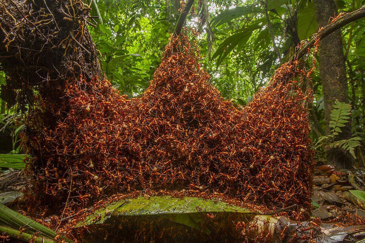 "The architectural Army" - Daniel Kronauer, US-Amerikaner, verfolgte Wanderameisen durch den Regenwald von Costa Rica.