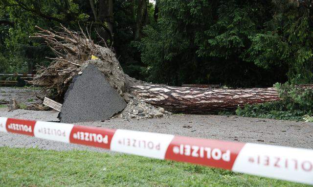 Der entwurzelte Baum im Stadtpark in Graz.
