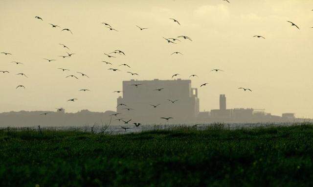 Curlews Numenius arquata flying into roost with Hinkley point Nuclear power station in background