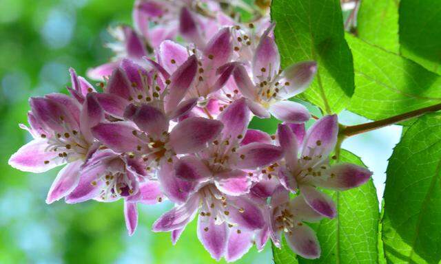 Eine lebendige Alternative zur Thuja: die Deutzia, auch bekannt als Sternchenstrauch.