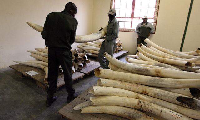 Jedes Jahr werden in Afrika 20.000 Elefanten wegen des Elfenbeins illegal gejagt