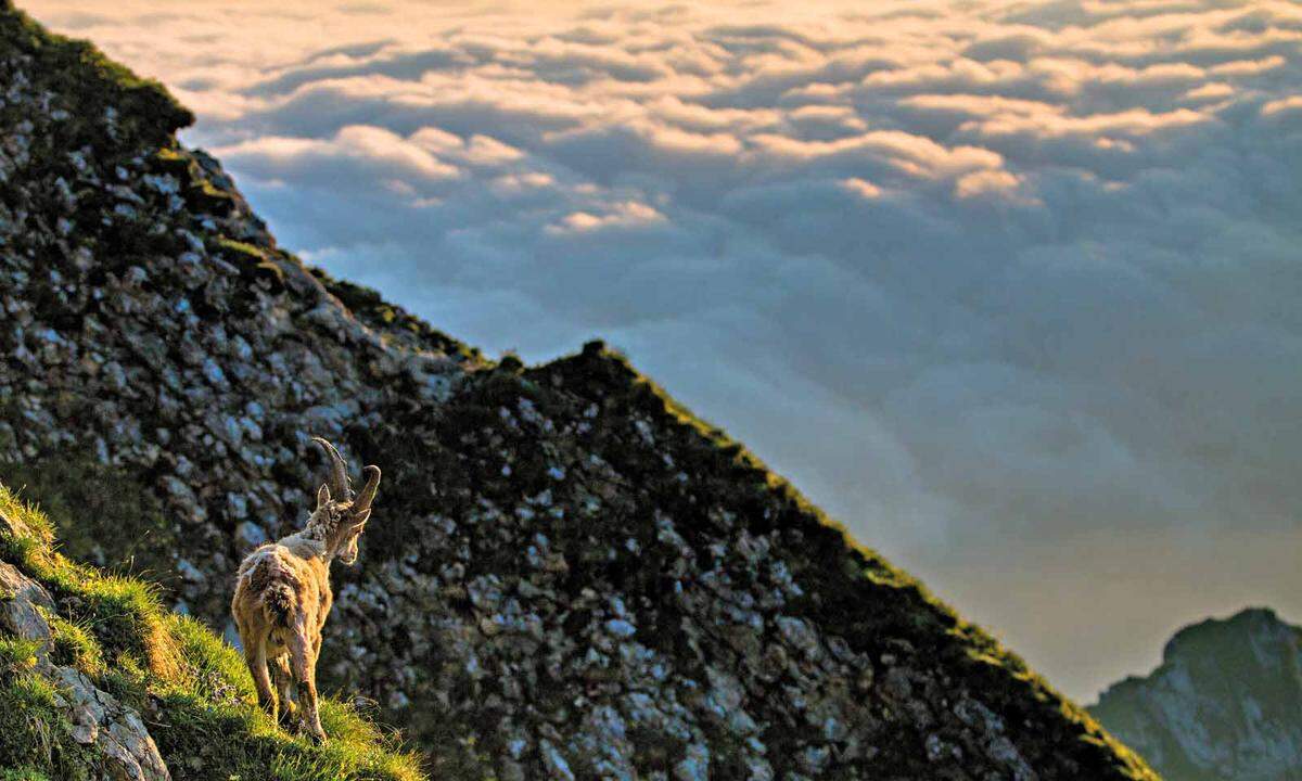 Tierfährten. Sie sind scheu, schlau und wendig: An die 15.000 Steinböcke leben in der Schweiz, ein Glück, denn lang gejagt konnten sich die Populationen wieder erholen. Am Brienzer Rothorn (Bild) oder am Pilatus wird man sie sichten. www.myswitzerland.com