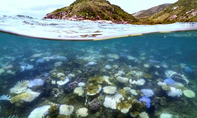 Ein Foto vom Great Barrier Reef, aufgenommen am April 5, 2024: Die Korellenbleiche ist klar erkennbar.