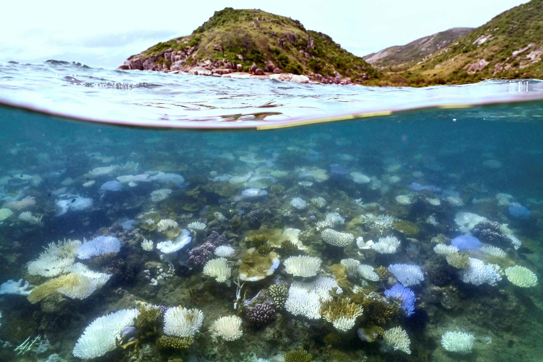 Korallenbleiche am Great Barrier Reef so schlimm wie nie zuvor