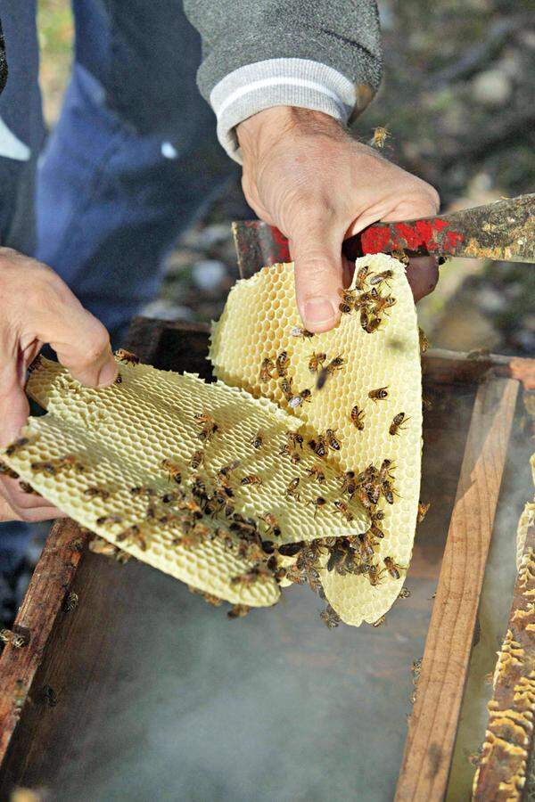 ... werkt Imker Nicolas Géant mit seinen Bienen.