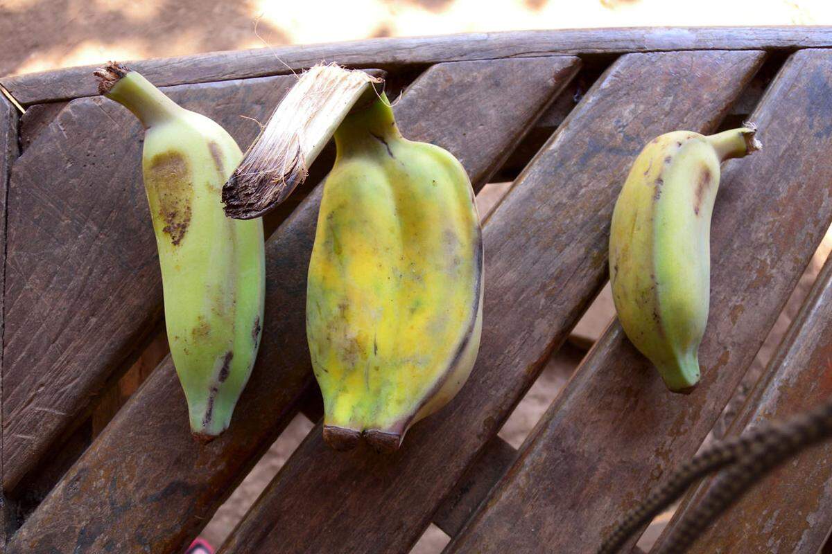 Elefanten lieben Bananen. Jeden Morgen kommen die Jungtiere zu den Gästen auf die Frühstücksterrasse und lassen sich bereitwillig füttern. Am liebsten haben sie es, wenn die Bananen auch noch geschält werden. Es gibt also auch unter Tieren Gourmets. Was sich in Elefantenköpfen sonst noch abspielt, erfährt man auf der Seite des Forschungsprojekts: www.thinkelephants.org