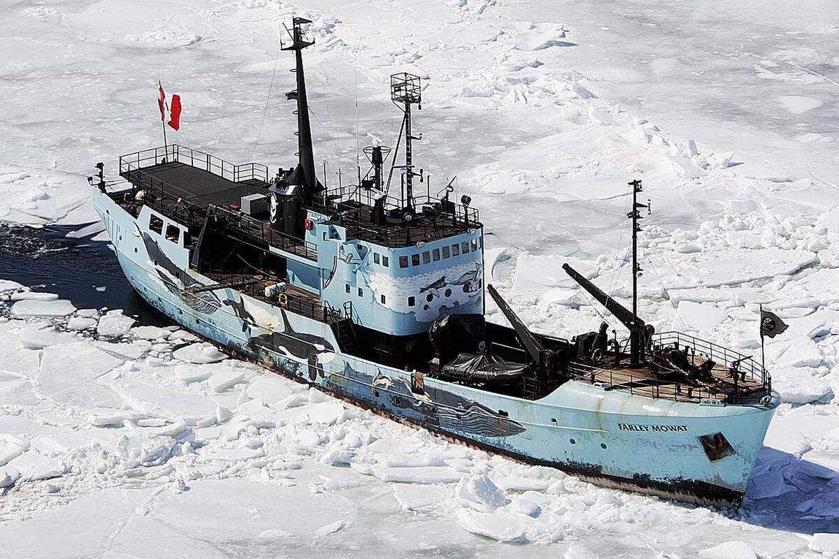 Alle Jahre wieder versucht die "Farley Mowat", die Routen der Robbenjäger zu blockieren.