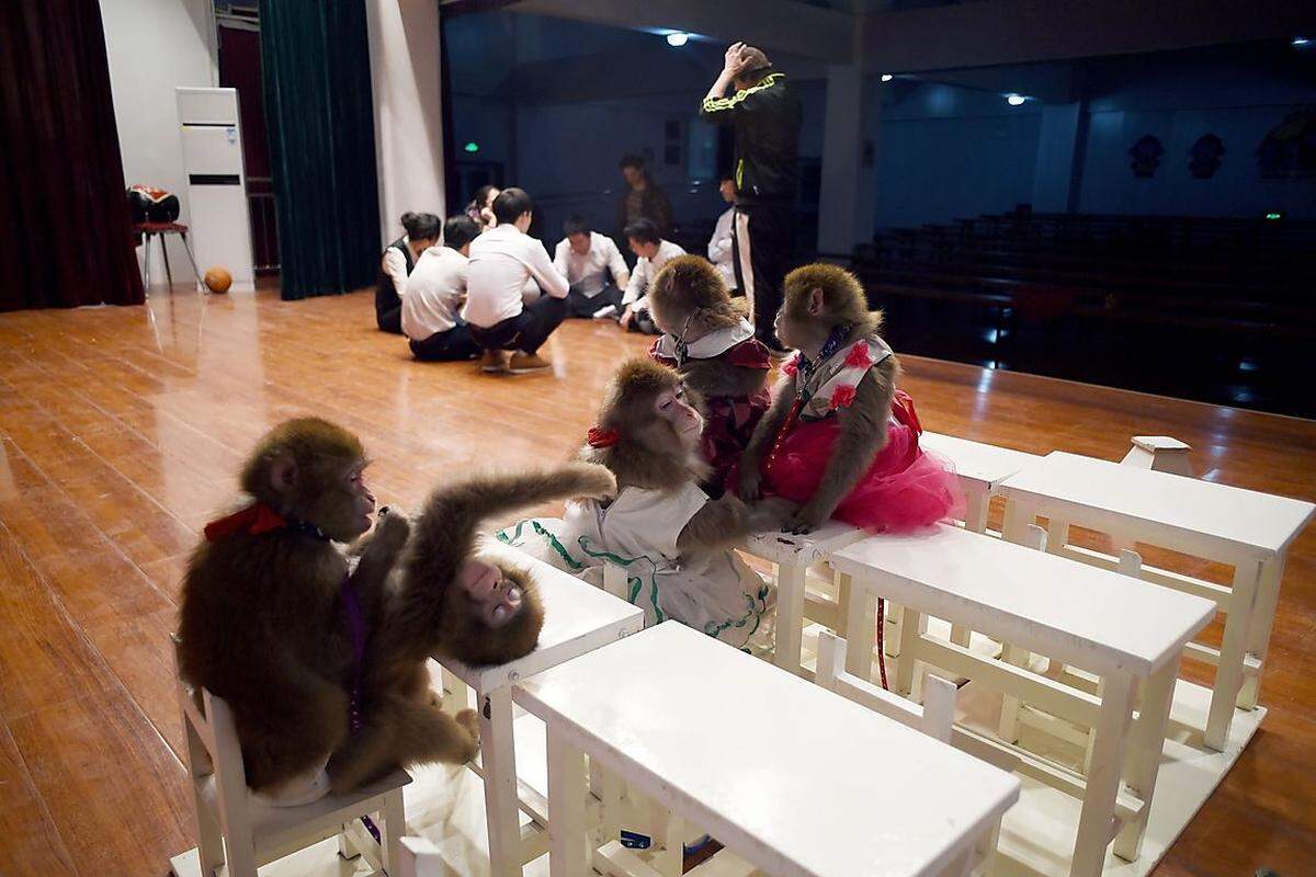 Nutznießer sind jedenfalls auch diese kleinen Tiere: In diesem Zoo in der ostchinesischen Provinz Shenyang werden die Affen für Showeinlagen trainiert. Die Betreiber erhoffen sich zum Jahreswechsel einen Affen-Boom.