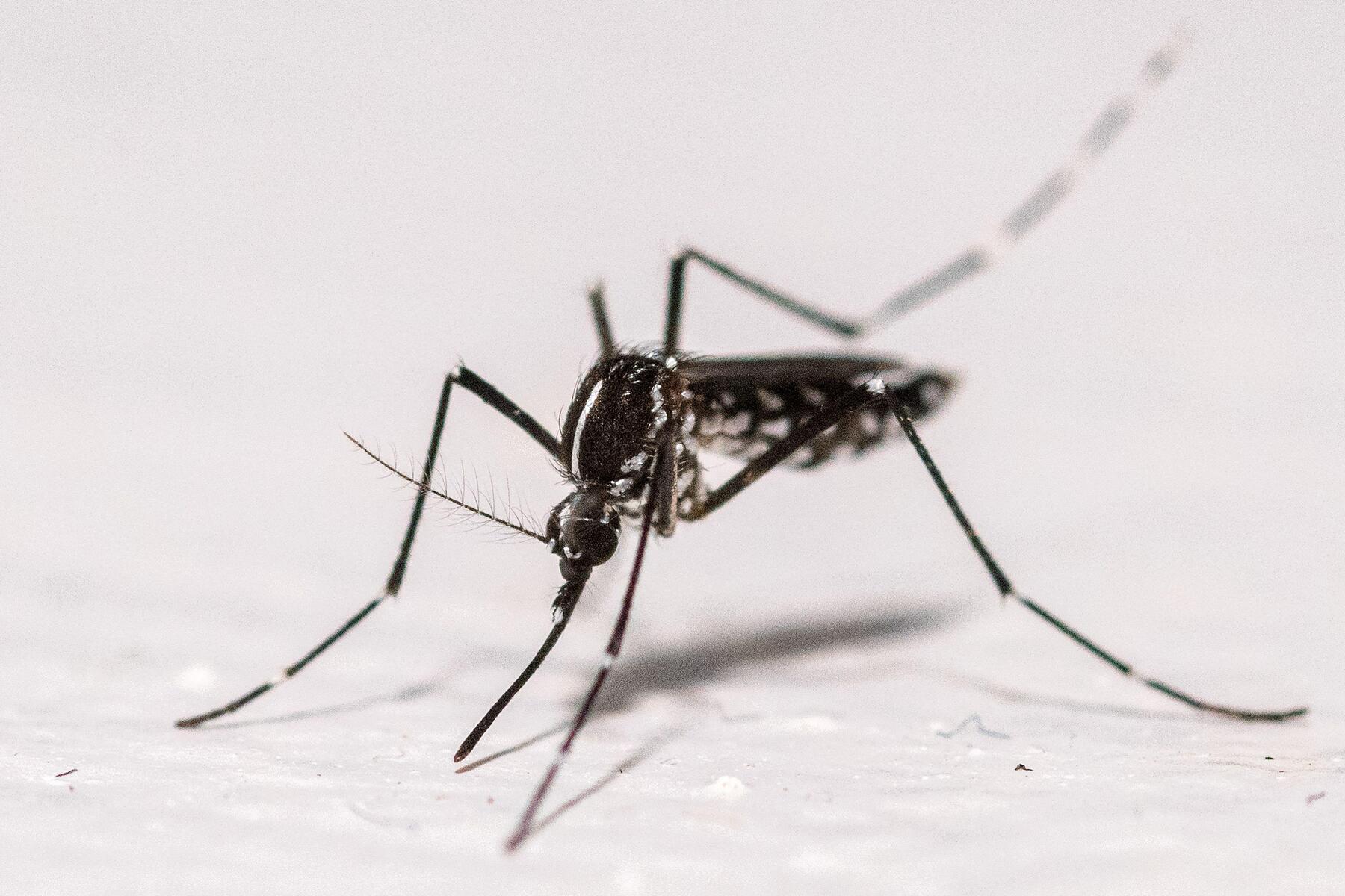 Chikungunya: Vaccines approved in Europe but not yet in Africa