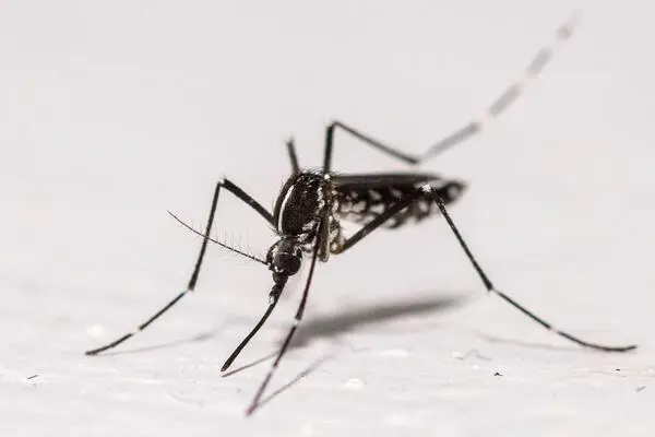The Asian tiger mosquito (Aedes albopictus) is also spreading in Austria: Graz is a hotspot and populations are forming in Viennese allotment garden associations. The Gelsen are potential carriers of Chikungunya, Dengue or Zika.