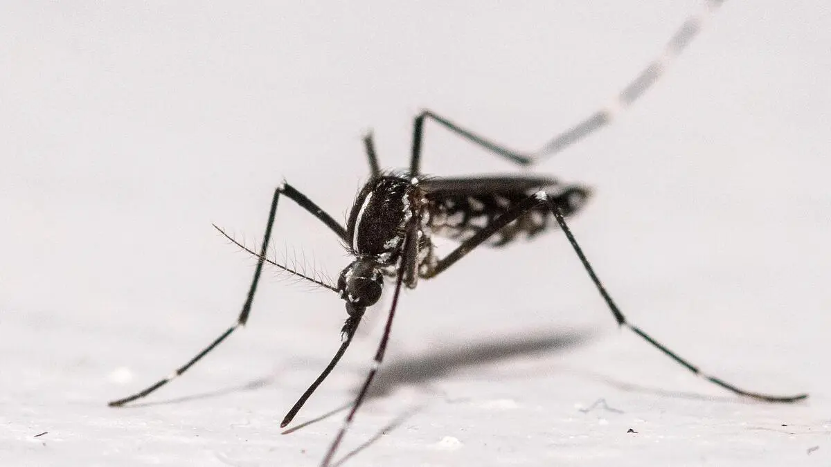 Chikungunya-Impfstoffe-in-Afrika-nicht-zugelassen-in-Europa-schon-premium-