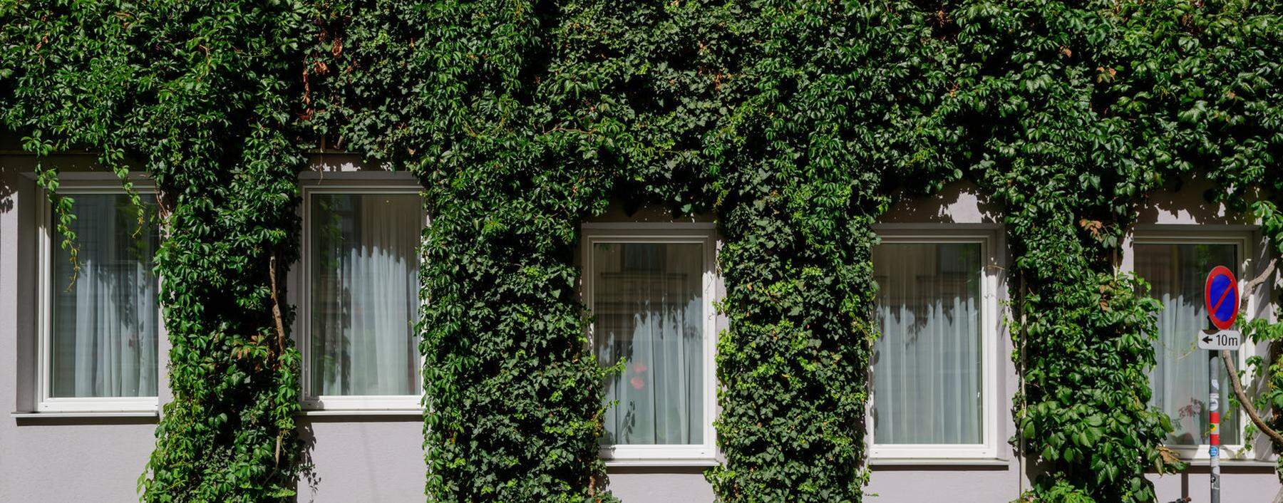 Bodengebundene Fassadenbegrünung ist nachhaltiger als fassadenintegrierte. Wien-Alsergrund. 