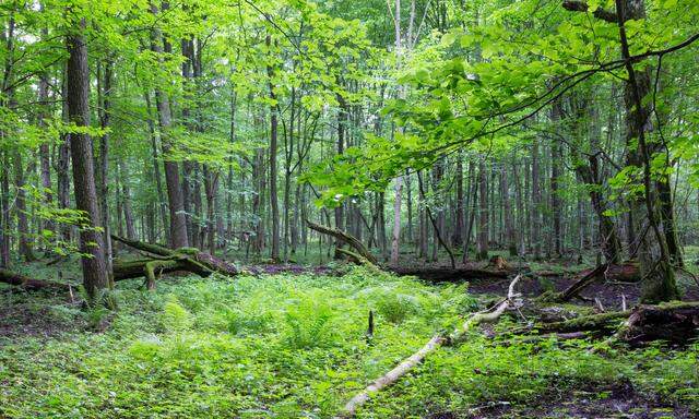 Urwald Białowieża in Polen