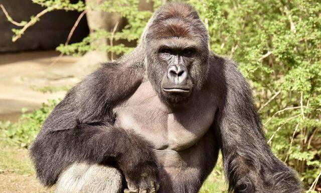 Der 17 Jahre alte Gorilla namens Harambe 