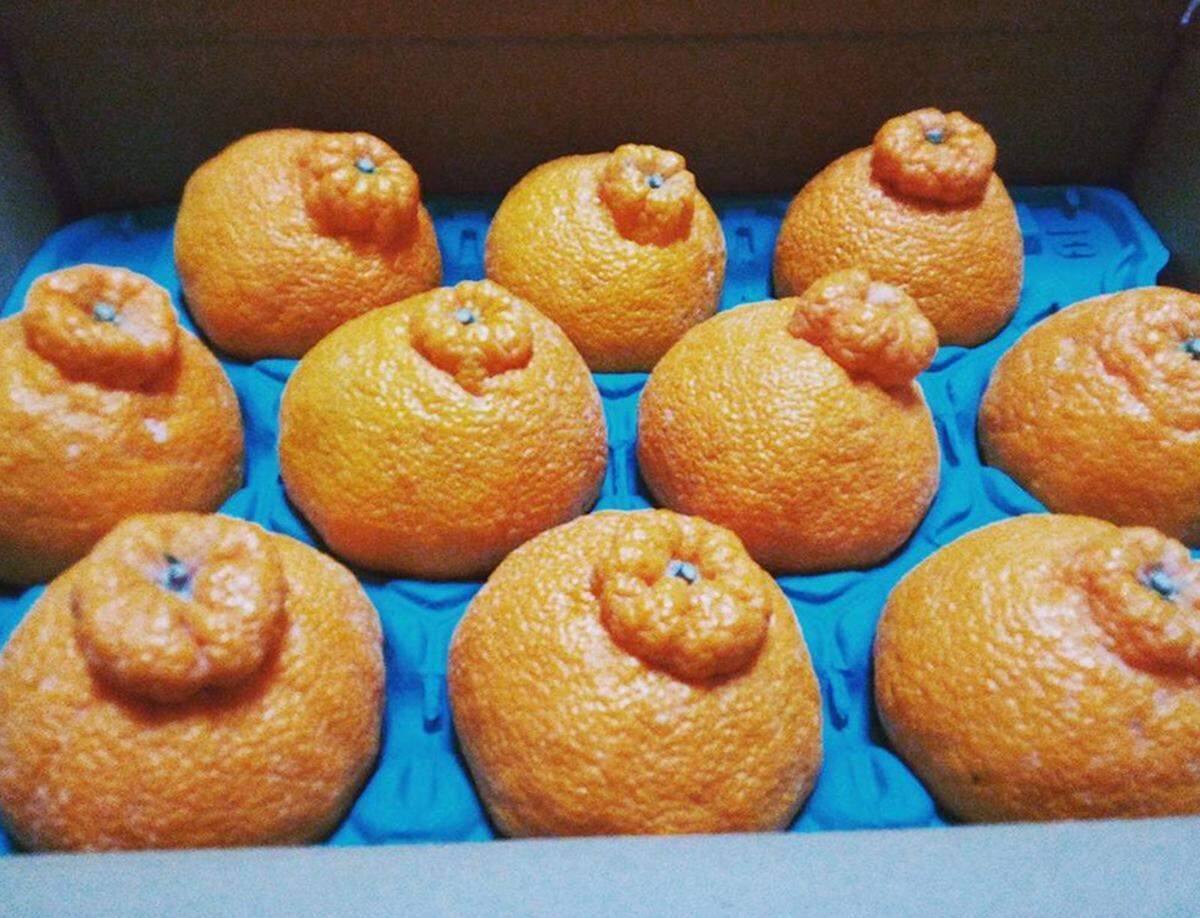 Schon einmal von Dekopon gehört? Sie gehören zu den teuersten Früchten der Welt, die seit 1972 in Japan gezüchtet werden. Die Dekopon ist ein Hybrid aus Orangen und Mandarinen und gilt als beste Zitrusfrucht der Welt. Nur die schönsten schaffen es in den Verkauf, sechs Früchte kosten ungefähr 80 US-Dollar.    
