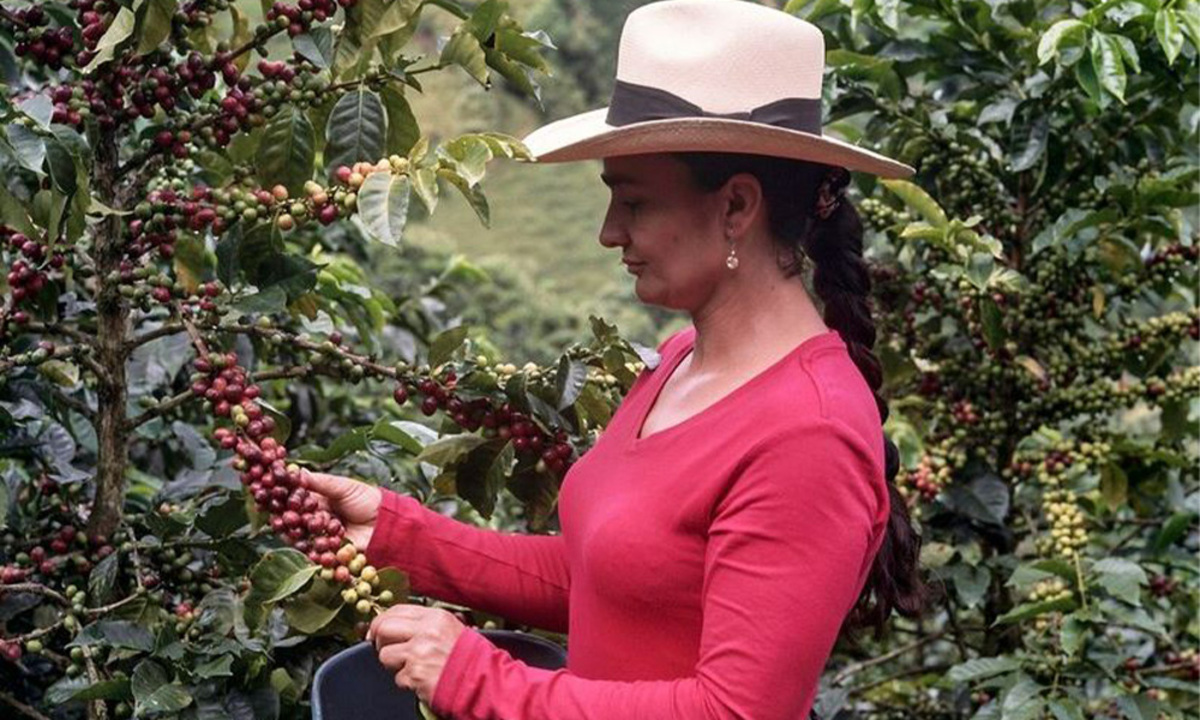 Nachhaltiger Kaffeeanbau Durch F rderung Von Frauen DiePresse nachhaltiger-kaffeeanbau-durch-f-rderung-von-frauen-diepresse