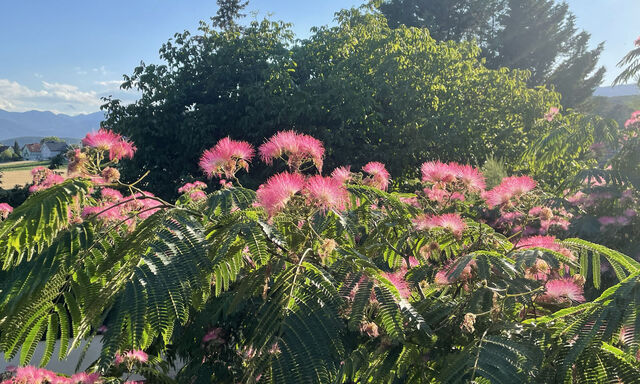 Der chinesische Seidenbaum, Albizia julibrissin. mit rosa Pinselblüten.
