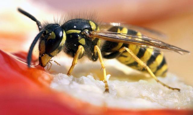 Was wollen die Wespen jetzt da? Menschen neigen dazu, Insektenvorkommen persönlich zu nehmen. Dabei sind ihre Rhythmen exakt auf das Ökosystem abgestimmt. 