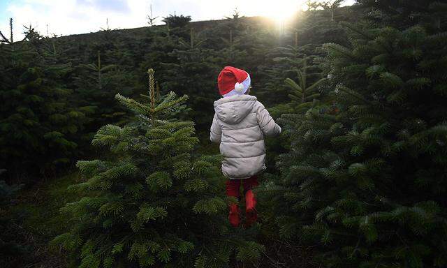 Sebastian Barry, aged 4, runs through a forest of Christmas trees before his family choose which one to buy at Wicklow Way Christmas tree farm in Roundwood