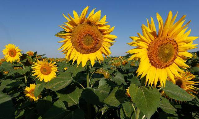 Sonnenblumen drehen sich mit der Sonne, weil sie so ein Maximum an Licht einfangen.