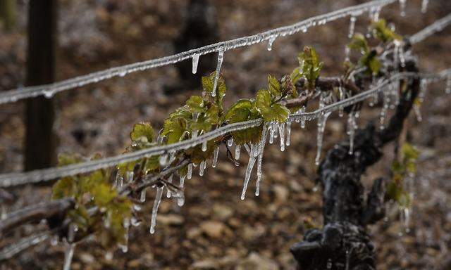 Frost auch in Frankreich: Eine Aufnahme aus einem Weingarten bei Auxerre