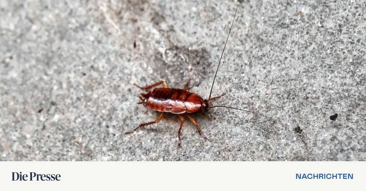 B-ckerei-nach-Schwerpunktation-wegen-K-chenschaben-geschlossen