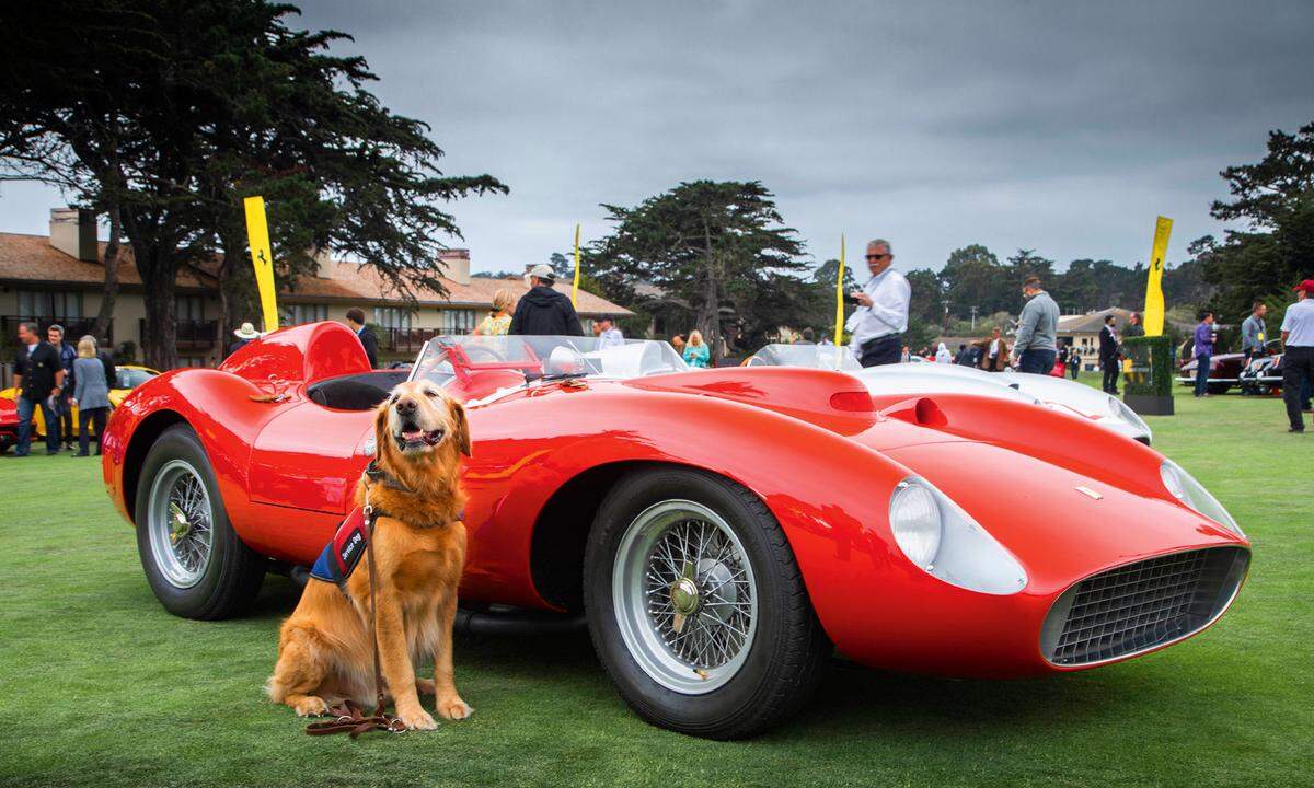 Die schönsten Autos aus der Heritage von Ferrari und Scaglietti gerieten in die reichsten Hände und an die klügsten Hunde, dahinter stecken saftige Storys von Höhepunkten der Liebhaberei und der Spekulation.