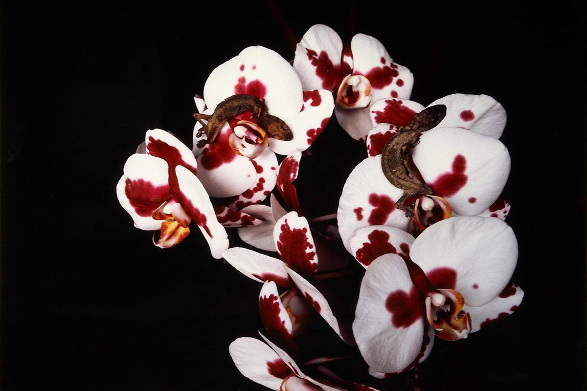 Weiters zu sehen gibt es Farbabzüge aus der Serie "Flowers and Jamorinsky"(2005-2006). Blüten sind Arakis zweiter thematischer Schwerpunkt. Zu sehen ist die Ausstellung bis 3.September. Leica Galerie Wien, Walfischgasse 1, 1010 Wien