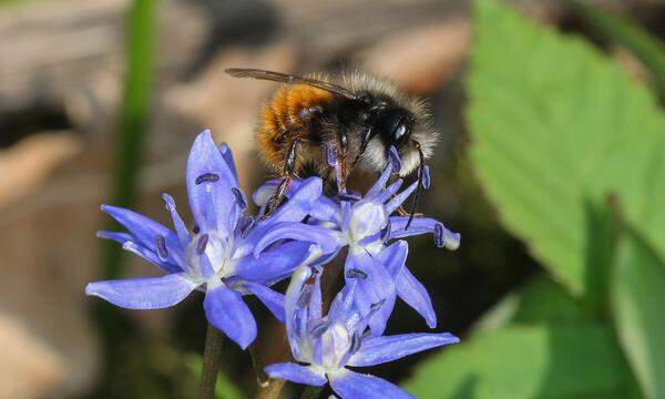 Osmia cornuta, Gehörnte Mauerbiene, Männchen.