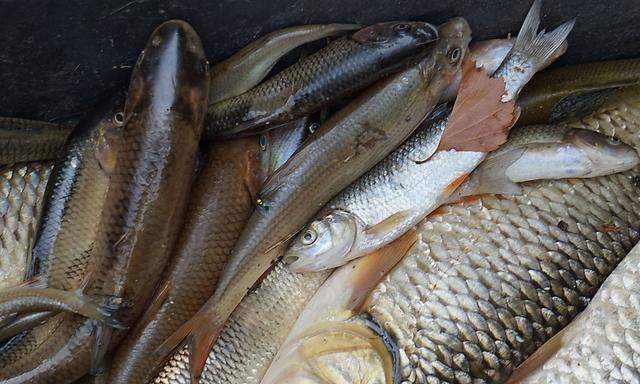 Tausende Fische verendeten. (Archivbild)